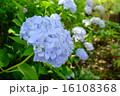 紫陽花 16108368