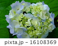 紫陽花 16108369