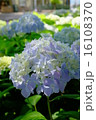 紫陽花 16108370