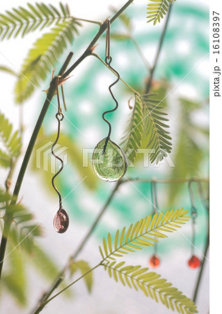 ピアスとオジギソウ ピアスとオジギソウ 16108397