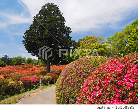 鶴峯公園のツツジ 16108935