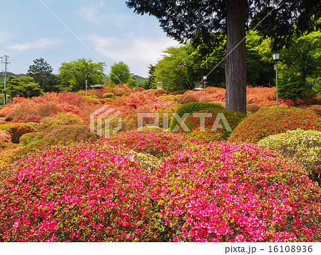 鶴峯公園のツツジ 16108936
