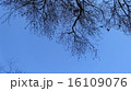 青空 16109076