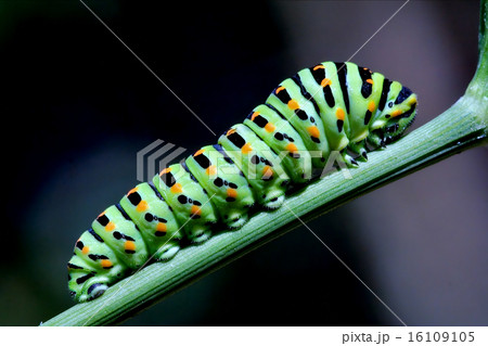 caterpillar  on green branch 16109105