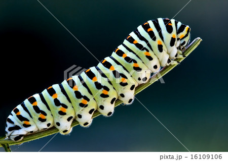 caterpillar of a Papilio Macaone on green branch 16109106