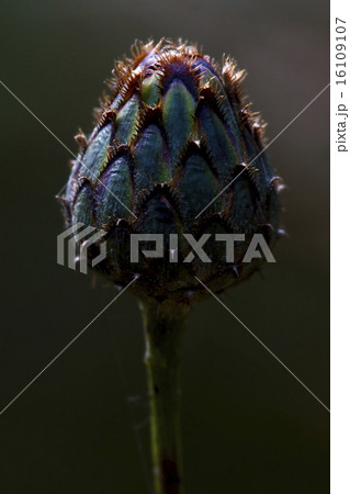 centaurea composite violet flower 16109107