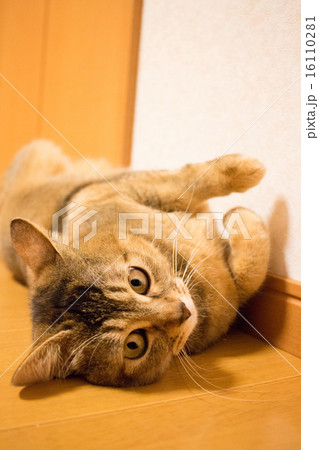 猫 16110281