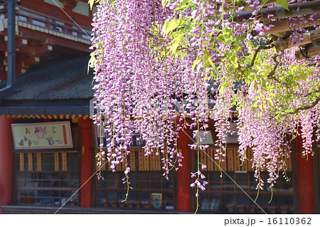 奈良　春日大社　砂ずりの藤 16110362