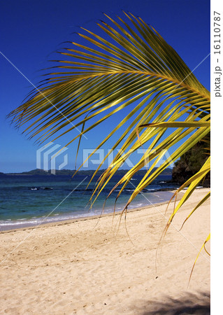 madagascar palm 16110787