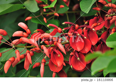 丸葉梯梧（まるばでいご） 16110866