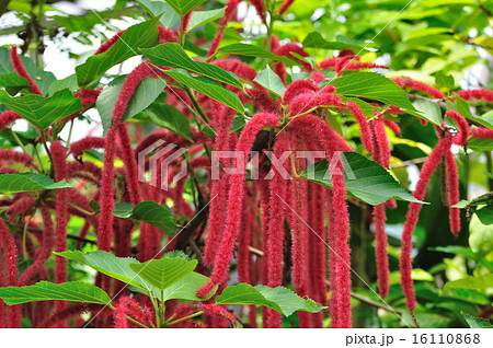 紅紐の木 べにひものき の写真素材