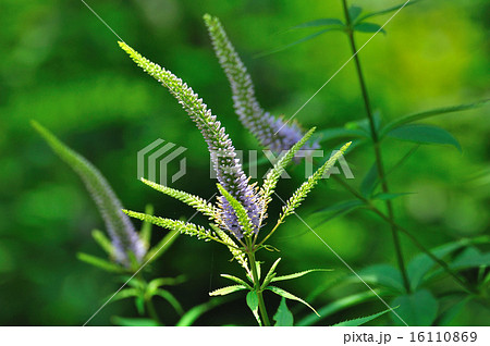 ベロニカ 16110869