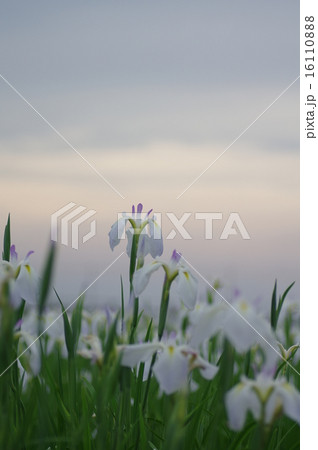 花菖蒲 16110888
