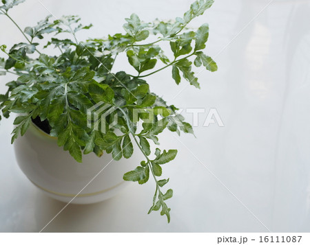プテリス・観葉植物 16111087