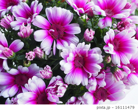 サイネリア　ピンク 16111479