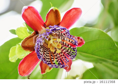 トケイソウ トケイソウ 16111568