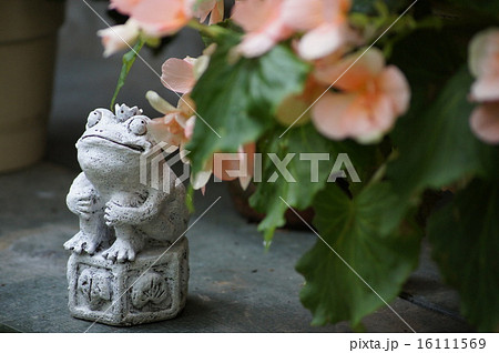 ベゴニアとカエル ベゴニアとカエル 16111569