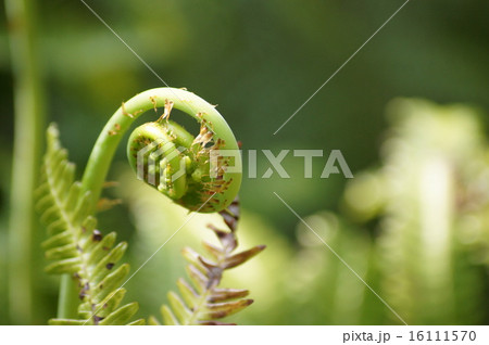 ゼンマイ ゼンマイ 16111570