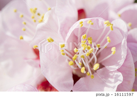 アンズの色 16111597