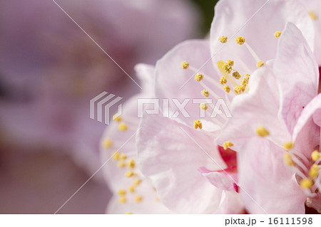 アンズの色 アンズの色 16111598