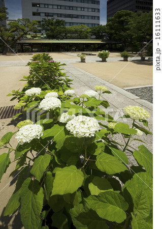 坐摩神社境内 坐摩神社境内 16111633