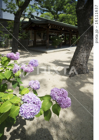 坐摩神社境内 16111637