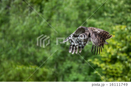 Eagle Owl In flight 16111749