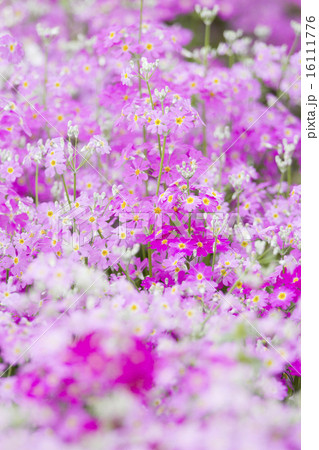 プリムラの花 プリムラの花 16111776