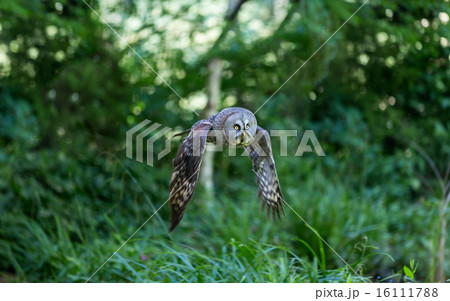 Great Grey Owl 16111788