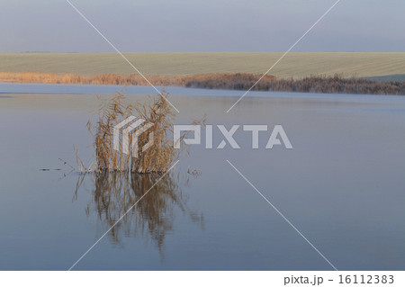 reed reflection reed reflection 16112383