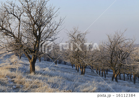 a grove of trees in winter a grove of trees in winter 16112384