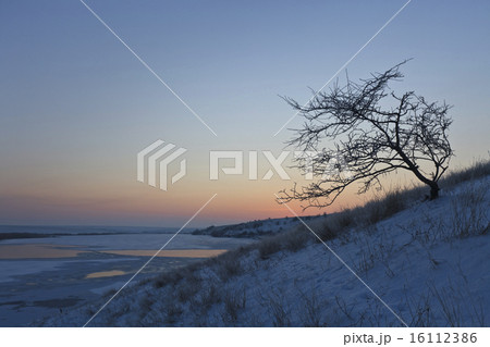 tree on a snowy field 16112386