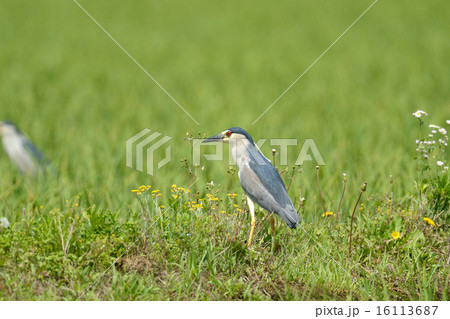 ゴイサギ ゴイサギ 16113687