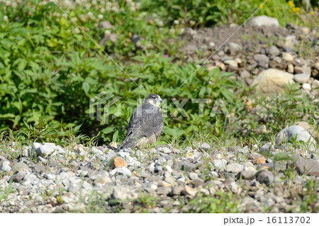 ハヤブサ 16113702