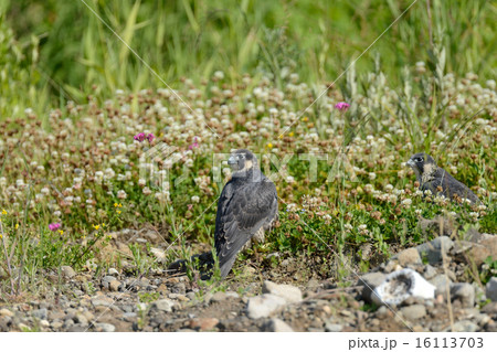 ハヤブサ 16113703