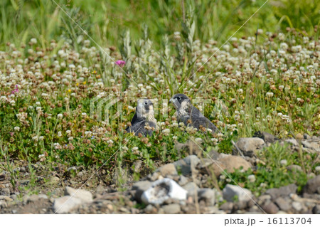 ハヤブサ 16113704