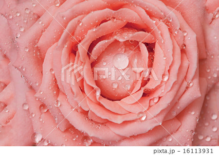 Drops of water on rose-petals Drops of water on rose-petals 16113931