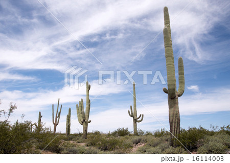 Organ Pipe Cactus N.M., Arizona, USA 16114003