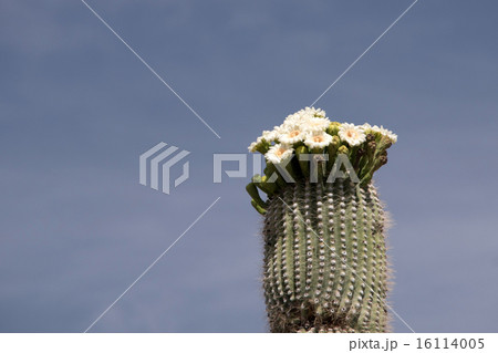 Cactus at Organ Pipe Cactus N.M., Arizona, USA Cactus at Organ Pipe Cactus N.M., Arizona, USA 16114005