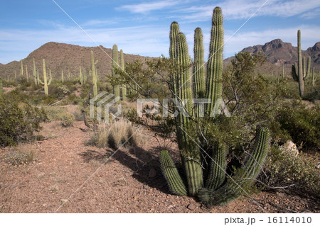 Organ Pipe Cactus N.M., Arizona, USA Organ Pipe Cactus N.M., Arizona, USA 16114010