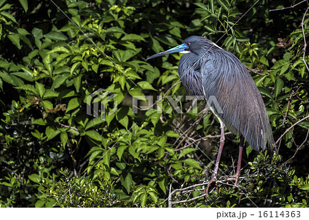 Tricolored Heron 16114363