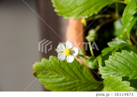 野いちごの花 16114873