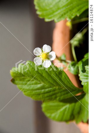 野いちごの花 16114874