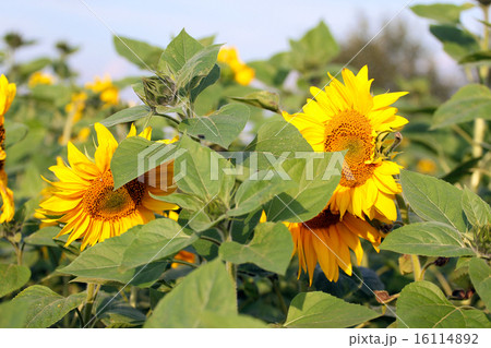 Sunflower field 16114892