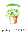 Tarragon in terra cotta. Watercolor illustration. 16114935
