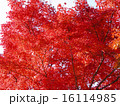 紅葉　２ 16114985