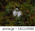 さぎ草 16114986