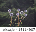 ひごたい 16114987