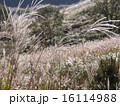 すすき　１ 16114988