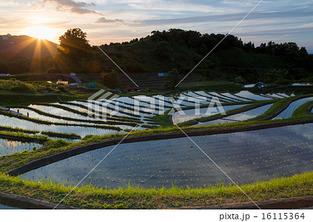 千早赤阪村の棚田 16115364